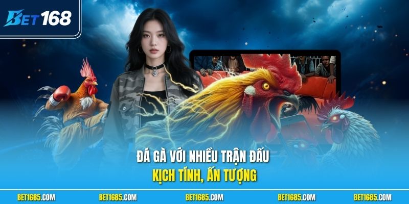 Đá gà với nhiều trận đấu kịch tính, ấn tượng